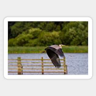 Grey Heron in flight Sticker